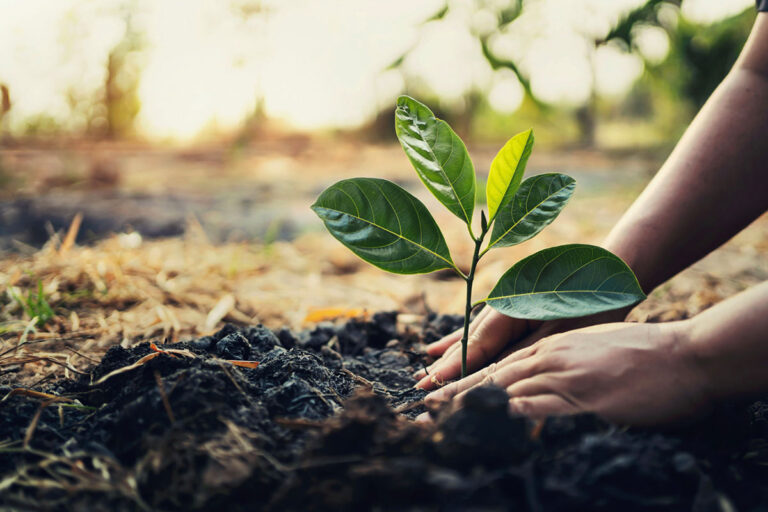 Planting-trees-for-better-environment