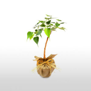 Peeple Tree tryambakamindia