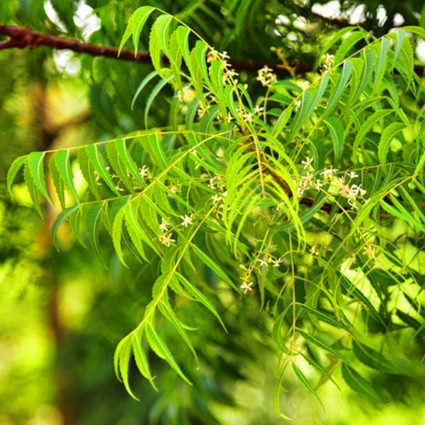 Neem Tree - Image 3