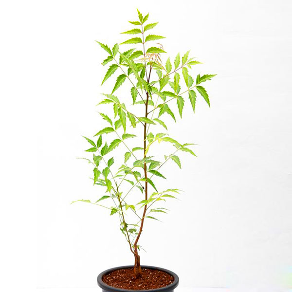 Neem Tree