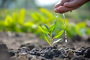 blog-planting-tree2