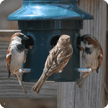 birds